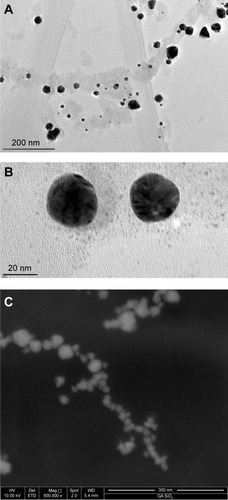 Figure 2 Electron microscopic micrographs of AuNPs mycosynthesized by HAE of H. erinaceus.Notes: (A) TEM image of AuNPs solution formed by the reaction of gold (III) chloride with HAE of H. erinaceus for 36 hours. (B) Individual nanoparticles with clear lattice fringes through high-resolution TEM. (C) FESEM image of AuNPs.Abbreviations: H. erinaceus, Hericium erinaceus; TEM, transmission electron microscopy; AuNPs, gold nanoparticles; FESEM, field emission scanning electron microscopy; HAE, hot aqueous extract.