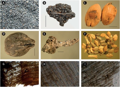 Figure 5. Organic materials. A–C) Millet (Panicum miliaceum): A) assemblage of charred remains, B) charred lump with millet, and C) waterlogged glumes. D–E) Grape (Vitis vinifera): D) seed (pipe) and E) stalk of fruit. F) Group of diasporas: common nettle (Urtica dioica) and St. John’s wort (Hypericum perforatum) included. G) Wood of Pinus sp., transversal section with a resin canal in the field of view—32x. H) Wood of Pinus sp., radial section with pinoid pits in the cross-field—160x. I) Wood of Pinus sp., tangential section with sectioned rays—63x. Scale bar = 1 mm. (Photo credit and paleobotanical analysis: M. Badura and G. Skrzyński; processing by M. Holappa).