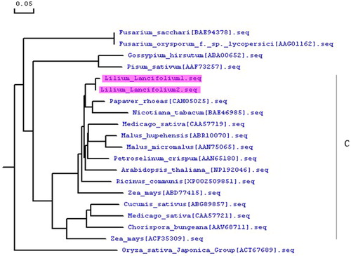 Figure 7. Phylogenetic relationship of Tiger lily (L. lancifolium) MAPK with other plant MAPKs.