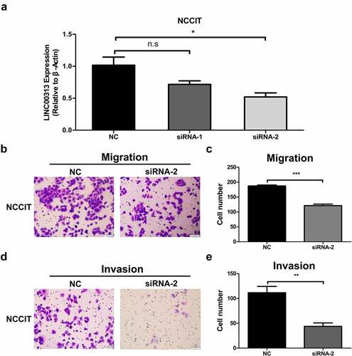 Figure 3. The impact of LINC00313 on the migratory and invasive properties of TGCT. (A) The silencing efficiency of LINC00313 siRNA on the TGCA cell line was assessed using qRT-PCR. (B&C) Transwell cell migration assays enabled an assessment of how LINC00313 silencing affected TGCT cell migration (D&E) Transwell cell invasion assays enabled an assessment of how LINC00313 silencing affected TGCT cell invasion. NC: Negative Control; siRNA: small interfering RNA.