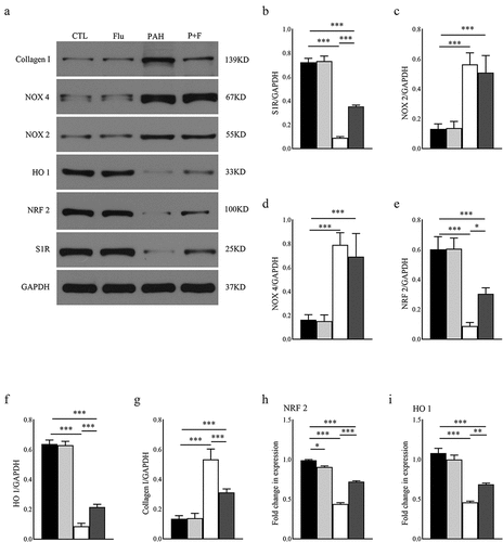 Figure 5. Western blot assay and qRT-PCR of the RV tissues. (a) Blot images of S1R, NOX 2, NOX 4, NRF 2, HO 1, and collagen I, (b-h). Protein levels of S1R, NOX 2, NOX 4, NRF 2, HO 1, and Collagen I normalized to GAPDH (n = 3); (i) RNA level of NRF 2 normalized to GAPDH (n = 3); J. RNA level of HO 1 normalized to GAPDH (n = 3). * P < 0.05, ** P < 0.01, *** P < 0.001.