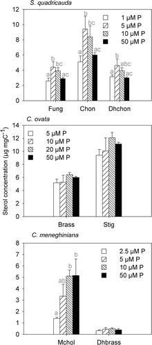 Fig. 2. Sterol concentrations of S. quadricauda, C. ovata and C. meneghiniana at different phosphorus supply levels. Data shown are means and standard deviations. Different letters indicate significant differences of means (post-hoc test, P < 0.05). Fungisterol (Fung), chondrillasterol (Chon), 22-dihydrochondrillasterol (Dhchon), (epi)brassicasterol (Brass), stigmasterol (Stig), 24-methylenecholesterol (Mchol), 22-dihydrobrassicasterol (Dhbrass).