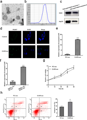 Figure 5 Exosomes-mediated lncRNA GAS5 transfer promoted hepatocytes injury. (a) The representative images of exosomes isolated from conditioned medium of MIHA cells. (b) The size distribution of isolated exosomes. (c) Exosomal markers CD81 and Hsp70 were detected by Western blot. (d) The representative images of MIHA cells cultured in the absence (control) or presence of PKH67-labeled exosomes. (e) Relative expression of lncRNA GAS5 in exosomes isolated from conditioned medium of MIHA cells overexpressing lncRNA GAS5 (GAS5-exo) or control cells (NC-exo). (f) Relative expression of lncRNA GAS5 in MIHA cells incubated with GAS5-exo or NC-exo. (g) Cell viability of MIHA cells incubated with GAS5-exo or NC-exo. (h) Cell apoptosis of MIHA cells incubated with GAS5-exo or NC-exo. *P < 0.05, **P < 0.01, ***P < 0.001.