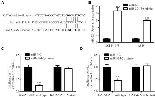 Figure 4 GATA6-AS1 sponged miR-324-5p. (A) Construction of luciferase plasmid containing GATA6-AS1-wild type or GATA6-AS1-Mutant. (B) Transfection of miR-324-5p mimic increased miR-324-5p level in NCI-H1975 and A549 cells. (C and D) miR-324-5p mimic decreased luciferase activity of GATA6-AS1-wild type but not in GATA6-AS1 in NCI-H1975 (C) and A549 (D) cells. **p<0.01; ***p<0.001.