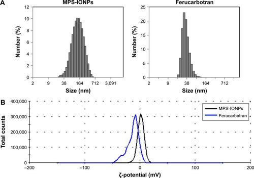 Figure 4 Physicochemical properties of MPS-IONPs and Resovist (ferucarbotran).Notes: (A) DLS analysis. (B) Measurement of ζ-potential. MPS-IONPs and ferucarbotran had different size distributions and surface charges.Abbreviations: MPS, 3-methacryloxypropyltrimethoxysilane; IONPs, iron oxide nanoparticles; DLS, dynamic light scattering.
