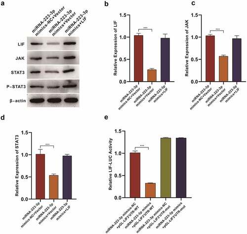 Figure 6. miR-223-3p inhibits LIF/ STAT3 signaling pathway in rats’ endometriumWestern Blot results of miRNA-223-3p<apos;>s efficacy on LIF/ STAT3 signaling pathway qPCR assay on miRNA-223-3p<apos;>s effect to LIF expression qPCR assay on miRNA-223-3p<apos;>s effect to JAK expression qPCR assay on miRNA-223-3p<apos;>s effect to STAT3 expression (E) miRNA-223-3p<apos;>s efficacy on luciferase activity of LIF Data were presented in a manner of mean ± SD (n ≥ 3 experiments). Outcomes of *p < 0.05, **p < 0.01, ***p < 0.001, ****p < 0.0001 were determined via Student<apos;>s t-test (two groups) or one-way ANOVA, subsequently with Tukey<apos;>s test (more than two groups). Results from real time PCR are expressed as (2−ΔΔCt; arbitrary units) ±SD relative to GAPDH.