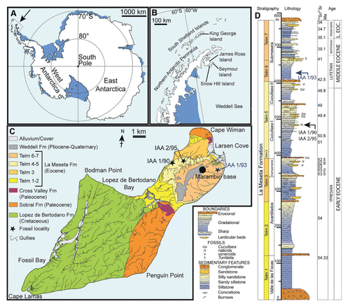 FIGURE 1. Location and stratigraphy of Seymour Island, Antarctica. A, map of Antarctica, showing the position of the Antarctic Peninsula; B, map of the Antarctic Peninsula, showing the location of Seymour Island; C, geological map of Seymour Island, showing the outcrop of TELMs 5 and 6 with the localities IAA 1/90, IAA 2/95, and IAA 1/93 of the Eocene La Meseta Formation; D, composite measured section trough the La Meseta and Submeseta formations, showing the stratigraphical positions of the sampled localities IAA 1/90, IAA 2/95, and IAA 1/93. Modified from Schwarzhans et al. (2016). Strontium date values from Dingle and Lavelle (Citation1998), Dutton et al. (Citation2002), Ivany et al. (2008), and Reguero et al. (Citation2013).