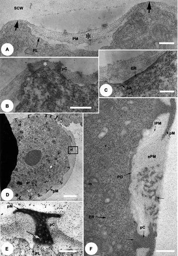 Figure 2. A–F. TEM of the Tribulus terrestris pollen tetrad stage. Early-mid tetrad stage, pre-fixed with glutaraldehyde, post-fixed in osmium tetroxide (OsO4) then stained with uranyl acetate and lead citrate. A. Part of a microspore, early tetrad stage: primexine matrix (PM) is fibrillar and thicker in the invaginate zones (*) than in the evaginate zones (thick arrows); note the plasmalemma (PL) and special callose wall (SCW). B. Detail of a microspore: pro-columellae (pC) initiated on the evagination; the primexine matrix increases in thickness (*) in the inter-columellar zones. C. Detail of a microspore: endoplasmic reticulum (ER, longer arrow) profile adjacent to the internal layer of the plasmalemma at a future/pro-aperture site (pA, short arrow). D. Microspore in the middle tetrad stage: the pro-murus (pM) is formed. E. Detail of Figure 2D (rectangle), the pro-columella (pC) and the pro-murus (pM) are heterogeneous with clear zones (arrow); the pro-columella is on the outer layer of the plasmalemma (PL). F. Aperture detail: the primexine matrix is micro-fibrillar, and comprises two layers: an outer layer (ePM), thick, with a loose mesh-like structure, which extends to the pore site (PO); and an inner layer (iPM) which fills the inter-columellar spaces but is absent at pore sites. Well-developed pro-columellae are apparent (pC) and, elements of the pro-muri (pM) of the future tectum can also be seen (arrow). Mitochondria (m), ribosomes (r) and endoplasmic reticulum (ER) are present in the cytoplasm. Scale bars – 0.5 μm (A); 0.2 μm (B, E, F); 2 μm (C, D).