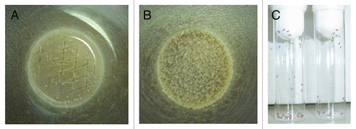 Figure 3 Preparation of antifungal-drug containing food vials and fly fasting. (A) A spatula is used to create 2- to 3-mm-deep abrasions on the surface of the fly food. Afterward, 200 µl of the antifungal drug of choice is added to the surface. (B) Dry yeast particles are then added to the surface of the drug-containing vial until they are entirely soaked by the antifungal agent. (C) Before exposure to the drug-containing food vials, flies are placed in empty vials for 6–8 hours so that they can starve.