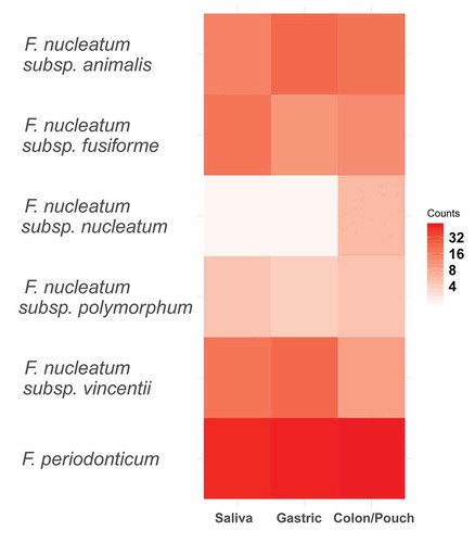 Figure 5. Heatmap of Fusobacterium grouped by body site at the clade level as determined by phylogenetic tree. This corresponds to the subspecies level for F. nucleatum and the species level for F. periodonticum. F. periodonticum is the most abundant clade in each body site. No clades were significantly enriched by the binomial test