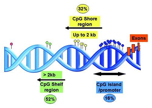 Figure 4. Representation of the proportion and positions of the annotated differentially methylated sites between IGHV-mutated and unmutated CLL in relation to the CpG island.Citation42