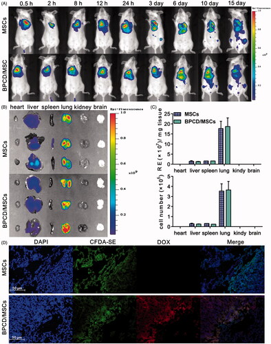 Figure 5. The effect of drug loaded on MSC distribution and retention. (A) The distribution and retention of loaded and unloaded MSCs in vivo and MSCs labeled by DIR. (B) Ex vivo imaging of major organs harvested from lung tumor-bearing mice 24 h after the intravenous injection of MSCs and BPCD/MSCs. (C) The accumulation of MSCs and BPCD/MSCs in major organs was quantified by the radiant efficiency and cell number (n = 6). (D) Microscopic images of histological sections from lung metastasis of breast cancer-bearing mice, blue fluorescence indicated the nuclei of tumor cells, green represented MSCs, red represented DOX, and purple indicated the co-localization of nuclei, MSCs and DOX.