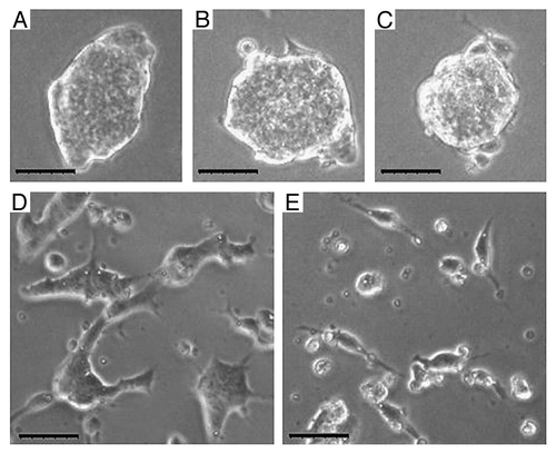 Figure 5 E-cadherin blocking reduces ESC-ESC contacts. Images of ESC colonies cultured (A–C) without E-cadherin blocking antibody and (D and E) with the blocking antibody. Note that the ESC colonies cultured with the blocking antibody are significantly smaller with more cells growing as single cells. Scale bar = 50 µm.