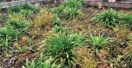 Photo 2. Plants and oyster shells in the constructed wetland of the Fengtang River. Photographer: Tian-Zhu Ning.