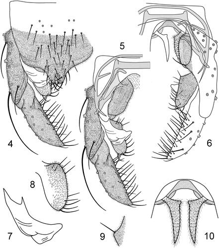 Figures 4–10. Pseudochironomus seipi sp. n., male: (4) hypopygium, dorsal view; (5) hypopygium with tergite IX removed, dorsal view; (6) hypopygium, ventral view; (7) superior volsella; (8) inferior volsella; (9) pseudovolsella; (10) pars ventralis.