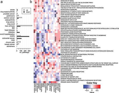 Figure 9. Differential pathway methylation associated with incidence of 19 common disease states. (a) A bar plot showing the number of statistically significant pathways with higher and lower methylation identified in each incident condition (FDR <0.05). (b) A heatmap of enrichment scores for selected pathways across 19 common incident disease states. Stars indicate that the pathway was identified as being among the top three differentially methylated pathways in each direction for each condition.