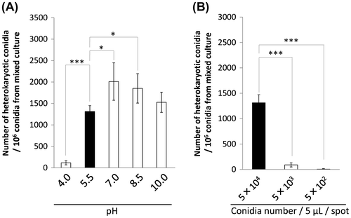 Fig. 5 Effect of pH and conidia concentration on hyphal fusion efficiency.Notes: (A) pH of the CD medium in mixed culture was changed from its initial 5.5. pH of the medium was adjusted before autoclave, and after sterilization, pH was checked again by pH test paper. (B) Three conidia concentrations for inoculation in mixed culture were examined. Conidia suspensions with 5 × 104, 5 × 103, and 5 × 102/5 μL were spotted onto the CD agar medium containing uridine/uracil and adenine. Conidia newly formed in mixed culture were harvested, and the 106 conidia were spread on the CD agar medium without uridine/uracil and adenine. The number of heterokaryotic conidia out of the conidia formed in mixed culture is shown in the graph. Error bars indicate standard deviations. Four independent experiments were performed. *p < 0.05, ***p < 0.001, Student’s t test.