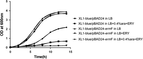 Figure 4. Growth curves for E. coli XL1-blue (pBAD24) and E. coli XL1-blue (pBAD24-ermF). E. coli XL1-blue (pBAD24) and E. coli XL1-blue (pBAD24-ermF) were grown in LB with or without erythromycin (ERY) and with or without 0.4% arabinose (ara).