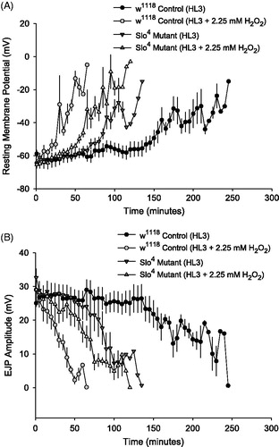 Figure 2. Drosophila muscle resting membrane potential (RMP) and EJP amplitude decline during acute oxidative stress. (A) RMP from Drosophila larval muscle 6 was recorded in w1118 control larvae and Slo4 mutants in the presence and absence of 2.25 mM H2O2 (n = 6 per group). RMP depolarization occurs more rapidly in w1118 and Slo4 mutant larvae exposed to 2.25 mM H2O2 compared to HL3 control larvae. (B) In the same larval preparations, EJP amplitude was also recorded (n = 6 per group). Loss of RMP tracks EJP amplitude decline across all treatments.