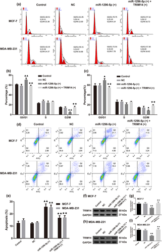 Figure 6. MiR-1296-5p overexpression blocked the G0/G1 phase and promoted apoptosis in BC cells. (a-c) Flow cytometry was used to detect the cycle of BC cells; The overexpressing miR-1296-5p [miR-1296-5 (+)] increased percentage of GO/G1 cells in MCF-7 and MDA-MB-231 cells. (d-e) Flow cytometry was used to detect apoptosis of BC cells; miR-1296-5 (+) promoted cell apoptosis. Overexpressing TRIM14 [TRIM14 (+)] reversed them. Data were presented as the mean ± SD, n = 3. ▲p < .05, ▲▲p < .01 vs. the Control group; ★★p < .01 vs. the miR-1296-5p (+) group.