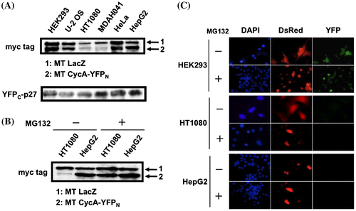 Fig. 3. Absence of YFP signal in HT1080 and HepG2 cells is independent of the expression level of split-YFP fusion proteins. (A) HEK293, U-2 OS, HT1080, MDAH041, HeLa, HepG2 cells were co-transfected with 10 μg each of the split-YFP and myc-tagged (MT) LacZ expression vectors. The cell extracts were immunoblotted using antibodies against myc tag and p27. (B) HT1080 and HepG2 cells were co-transfected with 10 μg each of the split-YFP and MT LacZ expression vectors in the absence and presence of 10 μM proteasome inhibitor MG132 and immunoblotted using antibodies against myc tag. (C) HEK293, HT1080 and HepG2 cells were co-transfected with 10 μg each of the split-YFP and 1 μg of DsRed-expressing vectors in the absence and presence of 10 μM MG132, and examined under fluorescent microscope. Nuclei were stained with DAPI.