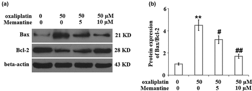 Figure 5. Memantine mitigated oxaliplatin-induced alteration in the ratio of Bax/Bcl-2. Cells were treated with oxaliplatin at 50 μM and Memantine at 5 and 10 µM for 24 hours. (a). Protein expression of Bax and Bcl-2; (b). Statistical analysis of Bax/Bcl-2 (n = 5, **, P < 0.01 vs. vehicle group; #, ##, P < 0.05, 0.01 vs. oxaliplatin group).