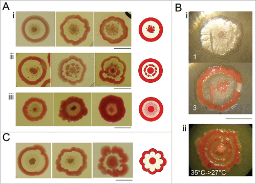 Figure 2. Deviations from a typical F pattern. (A) Secondary outgrowths in the interstitial ring: (i) near the central navel: (ii) in its mid-part; (iii) a film covering part of it (day 7). (B) Induced growth in the ring: (i) mechanical damage at day 5, one and 3 d after the injury. (ii) Transfer of colony growing 5 d at 35°C, to 27°C: day 7 upon transfer. (C) Deflections of colony symmetry, day 7. Bar = 1 cm.
