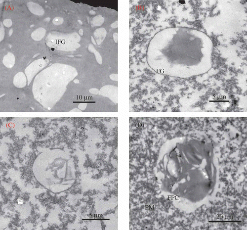 Figure 3. Transmission electron micrographs of meat – batter gels. Figura 3. Micrografías de transmisión electrónica de geles de carne picada.