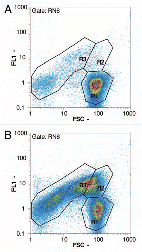 Figure 6 Flow cytometry pictures following the progress of lysis in an E. coli NM522 culture (pGLysivb); R1: living cells, R2: dead but intact cells, R3: lysed cells (BG); RN6: exclusion of non-cellular background with RH414 (not shown); FSC - forward scatter, FL1 - fluorescence intensity by DiBAC4(3); (a) sample D (0 minutes, lysis induction), (b) sample E (30 minutes), (c) sample H (120 minutes, end of lysis phase).