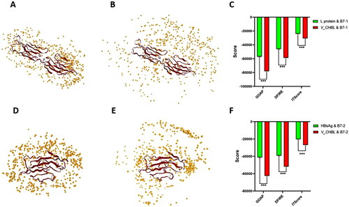 Figure 4. Difference analysis of quality score of docking complex. (A) This diagram is the top 500 quality docking Pose (s) of L protein with B7-1 and each yellow ball represents a spatial location of L protein. The relative space combination of any yellow ball with red region (B7-1) is a docking Pose. (B) This diagram is the top 500 quality docking Pose (s) of V_C4HBL with B7-1 and each yellow ball represents a spatial location of V_C4HBL. The relative space combination of any yellow ball with red region (B7-1) is a docking Pose. (C) This diagram is the difference analysis of docking quality scores between L protein with B7-1 and V_C4HBL with B7-1. The statistical method is two independent samples t-test (***p < 0.001). (D) This diagram is the top 500 quality docking Pose (s) of L protein with B7-2 and each yellow ball represents a spatial location of L protein. The relative space combination of any yellow ball with red region (B7-2) is a docking Pose. (E) This diagram is the top 500 quality docking Pose (s) of V_C4HBL with B7-2 and each yellow ball represents a spatial location of V_C4HBL. The relative space combination of any yellow ball with red region (B7-2) is a docking Pose. (F) This diagram is the difference analysis of docking quality scores between L protein with B7-2 and V_C4HBL with B7-2. The statistical method is two independent samples t-test (***p < 0.001).