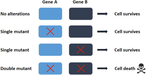 Figure 2. The concept of synthetic lethality In the simplest form, the simultaneous perturbation of two genes (shown here as gene A and B) leads to cell death, while perturbation of single gene does not. In the context of tumors, gene A can represent an oncogene and gene B can be identified as its synthetic lethal partner gene. The red crosses denote a mutation or a pharmacological inhibition.