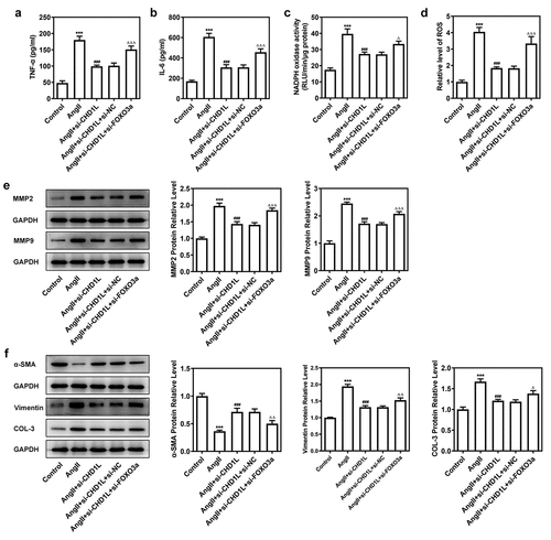 Figure 6. Downregulation of FOXO3a reverses the effect of CHD1L deficiency on AngII-induced VSMCs. The control VSMCs or VSMCs that transfected with indicated siRNAs were treated with 10−6 mol/L AngII for 24 h, then (a-b) the production of pro-inflammatory cytokines including TNF-α and IL-6 was measured by ELISA kits; (c-d) the activity of NADPH oxidase and the level of ROS were detected by corresponding kits; the expression of (e) migration- and invasion-related proteins and (f) phenotypic switching-related proteins was assessed by Western blot. ***P < 0.001 vs Control; ###P < 0.001 vs AngII; ΔP<0.05, ΔΔP<0.01 and ΔΔΔP<0.001 vs AngII + si-CHD1L+ si-NC. CHD1L, Chromodomain Helicase DNA Binding Protein 1-Like; FOXO3a, Forkhead box O3a; VSMCs, vascular smooth muscle cells; AngII, Angiotensin II; si, small interfering RNA; NC, negative control; MMP, matrix metalloproteinase; COL-3, collagen-3.