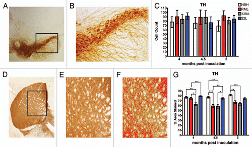 Figure 5 Dopaminergic neurotransmitter system innervations of the dorsal striatum and cell counts. (A) Representative low magnification image of the substantia nigra, stained for tyrosine hydroxylase (TH) and (B) at higher magnification used to count cells. (C) TH positive cell counts in the substantia nigra were not significantly changed. (D) Representative images of the dorsal striatum, stained for TH and at higher magnification (E) used to quantify innervation, a representative intensity measurement is shown in (F). (G) Dopaminergic innervations in the dorsal striatum are significantly decreased in RML and 139A inoculated mice. All statistical comparisons were done using the Kruskal-Wallis test with post-test (*p < 0.05; **p < 0.01; ***p < 0.001).