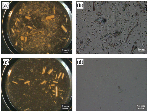Fig. 2. Microscopic observations of lignocellulose particles with or without cultivation of C. thermocellum.