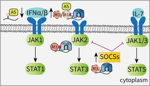 Figure 3. Effects of m6A on the JAK/STAT signaling pathway.