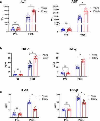 Figure 1. Aging promoted liver injury and inflammation mediated by macrophages in humans post I/R. Serum levels of ALT and AST detected by biochemical measurements in young and elderly patients post liver transplantation (a). TNF-α and IFN-γ (b) and IL-10 and TGF-β (c) expression was measured by ELISA. Data are presented as the mean ± SEM and performed by one-way analysis, P values <0.05 (two-tailed) were considered statistically significant.