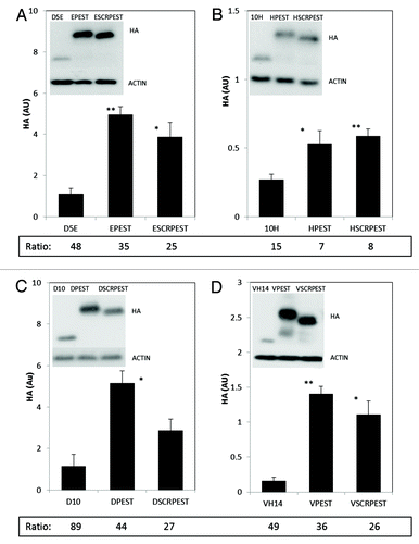 Figure 2. Intracytoplasmic soluble expression of intrabody-PEST and intrabody-scrambled PEST constructs is increased significantly with respect to intrabody alone when treated with epoxomicin. (A) D5E scFv, designated E; (B) 10H scFv, designated H; (C) D10 scFv, designated D; (D) VH14, designated V. For all intrabodies, the level of soluble protein is significantly higher in epoxomicin treated cells compared with that of vehicle (DMSO) treated cells in Figure 1; Ratio of Figure 2 (+inhibitor) to Figure 1 (no inhibitor) values are shown at the bottom of each graph in Figure 2. Multiple fold increase is not apparent by just looking at the y axis scales of the Figure 1 and 2 because multiple exposures were taken for each treatment. Actin was used as a control to evaluate protein levels across various exposures. ST14A cells were transiently transfected with intrabody, intrabody-PEST or intrabody-scrambled-PEST constructs. Twelve hours prior to harvest cells were treated with 9 μM epoxomicin and 48 h after the transfection cells were harvested, cell lysates prepared, soluble protein separated and run on western blots. Proteins were identified using anti-HA, with actin as a loading control. Proteins were quantified densitometrically and normalized to actin. Inhibitor and non-inhibitor lanes actin bands were used separately from different exposures to calculate ratios, using only non-saturated exposures. At least 3 independent experiments were performed and representative gels are illustrated. One-way ANOVA with Minitab statistical software was used to perform statistical significance. (*p < 0.05, **p < 0.01, compared with intrabody-HA)