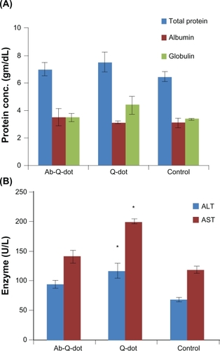 Figure 6 Biochemistry panel assays from Wistar rats treated with quantum dots (QDs), anti-HER2ab-QDs, and phosphate buffered saline. A–E) Results illustrate mean and standard deviation of total protein, albumin, globulin (A), AST and ALT (B), ALP (C), GGTP (D), and bilirubin (total, direct, indirect) (E). Error bars represent standard deviation. Statistical analysis was performed with a 2-sample t-test, unknown and unequal variances, comparing each sample group to the related control group.Note: *denotes statistically significant result at α = 0.05.