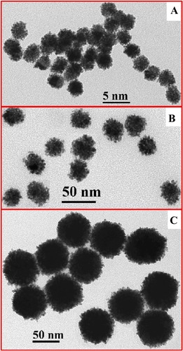 Figure 1 Transmission electron microscopy (TEM) images of platinum nanoparticles (PtNPs): (A) Pt-5nm; (B) Pt-30nm; (C) Pt-70nm.