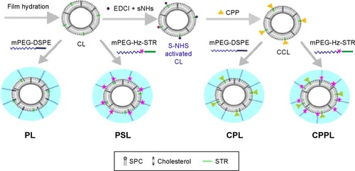 Figure 2 Scheme of various liposomes preparations including CL, CCL, PL, PSL, CPL, and CPPL.Abbreviations: CL, conventional liposomes; CCL, CPP-modified conventional liposomes; PL, PEGylated liposomes; PSL, pH-sensitive PEGylated liposomes; CPL, CPP-modified PEGylated liposomes; CPPL, CPP-modified pH-sensitive PEGylated liposomes; CPP, cell-penetrating peptide; PEG, polyethylene glycol; SPC, soybean phosphatidylcholine; STR, stearic acid; EDCI, 1-(3-dimethylaminopropyl)-3-ethylcarbodiimide hydrochloride; mPEG, methoxy(polyethyleneglycol); DSPE, 1,2-Distearoyl-sn-glycero-3-phosphoethanolamine.