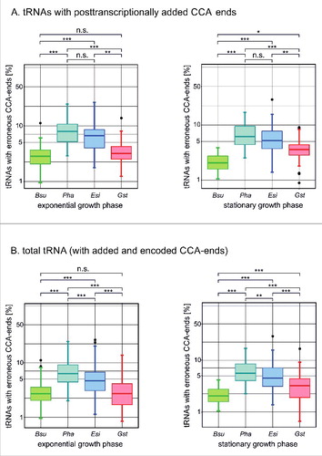 Figure 4. tRNAs with erroneous CCA ends accumulate in psychrophilic species. (A) 3′-end analysis of tRNAs with posttranscriptionally added CCA ends. In exponential as well as stationary phase, P. halocryophilus and E. sibiricum tRNAs show a highly significant increase in erroneous CCA ends compared to B. subtilis and G. stearothermophilus. Indicated numbers represent percentage values. (B) The same is true for the total tRNA pool, where tRNAs with genomically encoded CCA ends are included. This indicates that not only the de novo CCA-addition, but also the repair and maintenance of CCA ends is affected. For statistical analysis, a Mann-Whitney test (*p < 0.05, **p < 0.01, ***p < 0,001) was performed on data for each tRNA isoacceptor from three replicates (with the exception for B. subtilis stationary phase, where two replicates were analyzed).