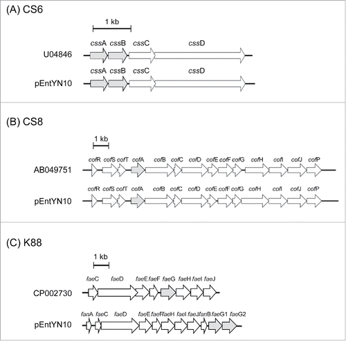 Figure 3. Linear comparison of adhesion related gene clusters between pEntYN10 and other plasmids of ETEC strains reported previously. The gene clusters were retrieved from the GenBank database: (A) CS6 [accession ID:U04846]; (B) CFA/III [accession ID:AB049751]; (C) K88 gene clusters for comparison were retrieved from the complete sequence of plasmid pUMNK88 [accession ID:CP002730]. The length scales are shown in respective bars. Genes coding fimbrial structure proteins are shown as greyed. They were analyzed in detail for this study.