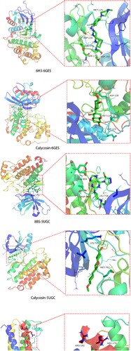 Figure 6. Molecular docking mode chart of calycosin against As-related CHD, including (A) MAPK3 and 6GES; (B) EGFR and 5UGC; (C) IL6 and 1ALU.