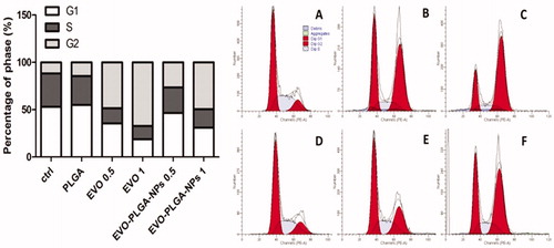 Figure 8. Cell cycle analysis. Cells were treated for 24 h with different concentrations of EVO or EVO-PLGA NPs. Cells were fixed with ethanol, stained with PI (50 μg/mL) and analyzed by flow cytometry (Becton Dickinson FACS Canto™, Franklin Lakes, NJ). At least 10 000 events were counted for each sample. The percentages of cell distribution in G0/G1, G2/M, and S-phases were analyzed by Modfit 3.0 software (Topsham, ME). Relative distribution of cell population in the cell cycle phases is presented. (A) ctrl, (B) 0.5 μM EVO, (C) 1 μM EVO, (D) PLGA (the equivalent amount of PLGA in 1 μM EVO-PLGA NPs), (E) 0.5 μM EVO-PLGA NPs, the equivalent amount of 0.5 μM EVO, and (F) 1 μM EVO-PLGA NPs, the equivalent amount of 1 μM EVO.