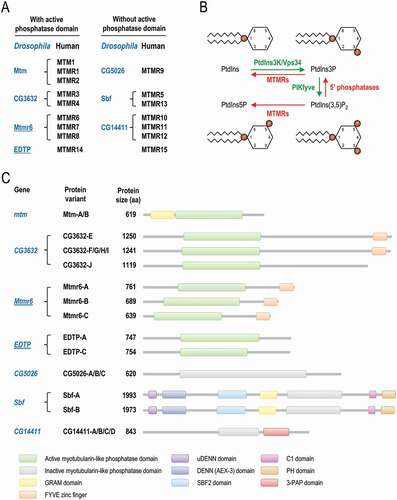 Figure 1. Classification and molecular functions of MTMRs in flies and mammals. (A) Human myotubularin (MTM) and myotubularin-related (MTMR) phosphatases (black) and their fly orthologs (blue). Proteins were grouped according to the presence or absence of active phosphatase domain. EDTP and Mtmr6, the two Drosophila paralogs that were analyzed in this study, are underlined. (B) MTMRs dephosphorylate PtdIns3P to PtdIns, thereby antagonizing the class III PtdIns3K. MTMRs also convert PtdIns(3,5)P2 to PtdIns5P. PtdIns3P, PtdIns5P and PtdIns(3,5)P2 are each involved in autophagy. (C) Scaled representation of the protein domains of Drosophila myotubularins based on Pfam predictions. Abbreviations: 3-PAP: 3-phosphatase adapter protein; C1: phorbol esters/diacylglycerol binding; DENN: differentially expressed in neoplastic versus normal cells; FYVE: Fab1 (yeast ortholog of PIKfyve), YOTB, Vac1 (vesicle transport protein) and EEA1; GRAM: glucosyltransferases, Rab-like GTPase activators and myotubularins; PH: pleckstrin homology; Sbf: SET domain binding factor