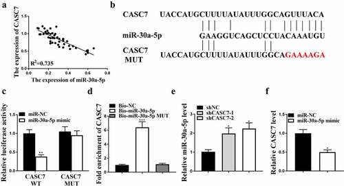 Figure 3. The interaction between miR-30a-5p and CASC7. (a) Correlation between CASC7 and miR-30a-5p. (b) The binding site between miR-30a-5p and CASC7. (c) Relative luciferase activity. (d) The interaction between miR-30a-5p and CASC7 evaluated by RNA pull-down. (e) MiR-30a-5p expression in HepG2 cells. (f) CASC7 expression in HepG2 cells. ** P < 0.01, * P < 0.05, n = 3.