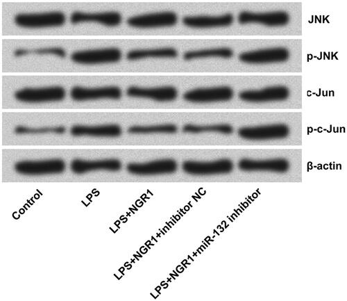 Figure 4. NGR1 inhibited activation of JNKsignalling pathway in LPS-injured PC-12 cells by elevating miR-132. Followed by LPS and/or NGR1 stimulation or miR-132 inhibitor transfection, the expressions of protein-related to JNK pathway were evaluated.