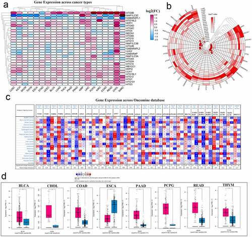 Figure 2. Panoramic view of the expression of autophagy-related genes in pan-cancer. (a) Gene expression across cancer types. (b) To more clearly show the difference in expression of these autophagy-related genes in tumors, a heat map of the corresponding – logP value of each gene in each tumor was constructed. The redder the color, the more intense the corresponding change in gene expression in corresponding cancer. (c) Gene expression across the oncomine database wherein red means activated and blue means suppressed. The larger the number, the darker the color, the greater the degree of change in its expression. (d) ATG9B gene expression in multiple tumors. Red represents tumor tissue and blue represents normal tissue