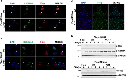 Figure 3. Sumoylation does not affect the histone demethylase activity, subcellular localization, or protein stability of KDM4A in 293 T cells. (A) (B) Flag-KDM4A-WT and Flag-KDM4A (K471R) proteins were expressed in NIH3T3 cells. After 2 days, cells were subjected to immunostaining assays with anti-H3K9Me1 (A), anti-H3K9Me3 (B), and anti-Flag. The loss of H3K9Me3 is indicated with an arrow. The 4’,6-diamidino-2-phenylindole dihydrochloride (DAPI) staining indicates the location of nuclei in each field. (C) Flag-KDM4A-WT and Flag-KDM4A (K3R) (MT) proteins were expressed in NIH3T3 cells. After 2 days, cells were subjected to immunofluorescence assays with anti-Flag antibody. (D) 293 T cells expressing Flag-KDM4A, Flag-KDM4A (K471R), and Flag-KDM4A (K3R) were treated with cycloheximide (CHX). Glyceraldehyde-3-phosphate dehydrogenase (GAPDH) was used as a loading control. Cells were harvested at the indicated times and analyzed by immunoblotting.