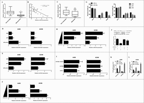 Figure 2. DLX6-AS1 binds to miR-26a and represses its expression. (A) RCC tumor tissues and paired kidney tissues were subjected to q-PCR analysis for miR-26a expression level detection. (B) The correlation between miR-26a and DLX6-AS1 level in RCC tumor tissues were analyzed by q-PCR. (C) The expression of miR-26a in non-metastatic and metastatic RCC tissues were examined by q-PCR. (D and E) The expression of DLX6-AS1 and miR-26a were detected by q-PCR analysis in A498 and ACHN cells after transfecting with siRNAs and control siRNA (siR-control). (F and H) The expression of DLX6-AS1 and miR-26a were detected by q-PCR analysis in RCC cells after DLX6-AS1 overexpression. (G) Flow cytometry analysis were performed in miR-26a overexpression or DLX6-AS1 knockdwon A498 cells. (I) The expression level of DLX6-AS1 in RCC cells was detected after miR-26a overexpression. (J) Schematic illustration of the predicted binding sites between DLX6-AS1 and miR-26a, and luciferase reporter assays in 293T cells transfected DLX6-AS1 wild type or mutant with miR-26a. (K and L) Cellular lysates from A498 and ACHN cells were used for RIP with an Ago2 antibody and IgG antibody and the levels of DLX6-AS1 and miR-26a were detected by qRT-PCR. All data was shown as mean ± s.e.m. from 3 independent experiments. *p < 0.05.